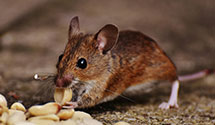 24 Hour & Emergency Exterminators in Big Creek, CA